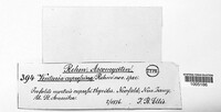 Asterinella cupressina image